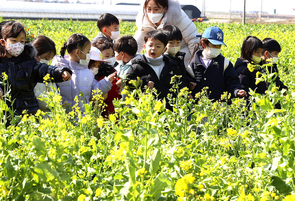 ▲제52회 강진 청자축제가 열리고 있는 가운데 어린이들이 축제장 유채꽃밭을 찾아 구경하고 있다.